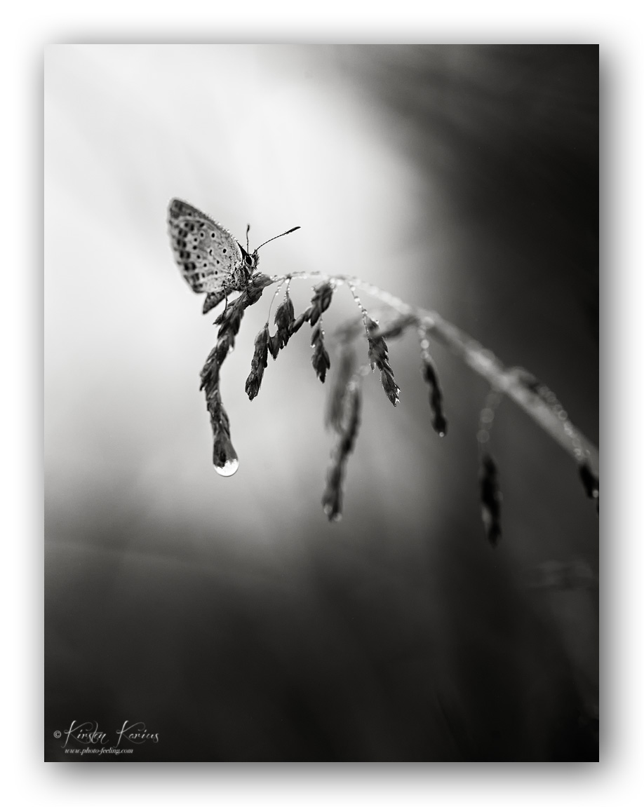 03K 3270 Rahmen BW