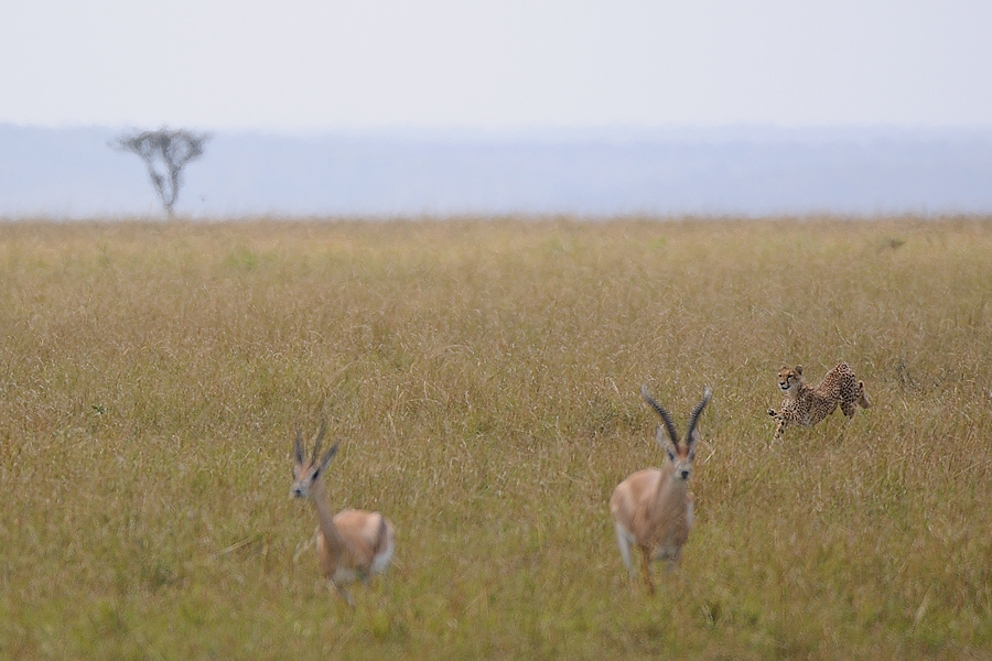 03MasaiMara4 DSC 3413