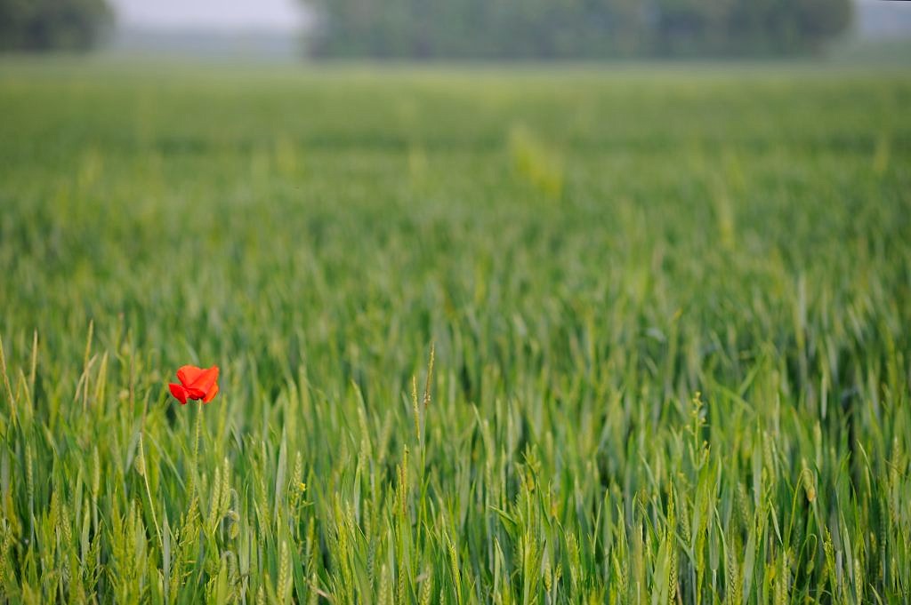 03Mohn