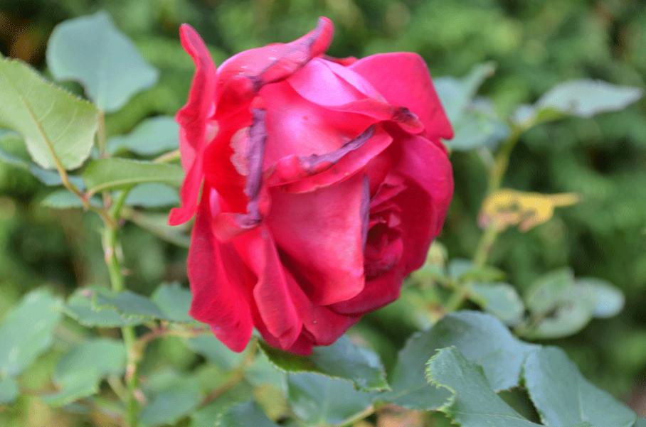 04102011 Blume (5)