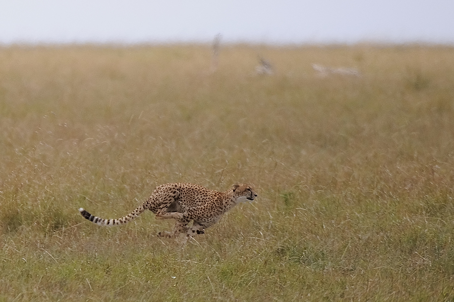 04MasaiMara4 DSC 3430