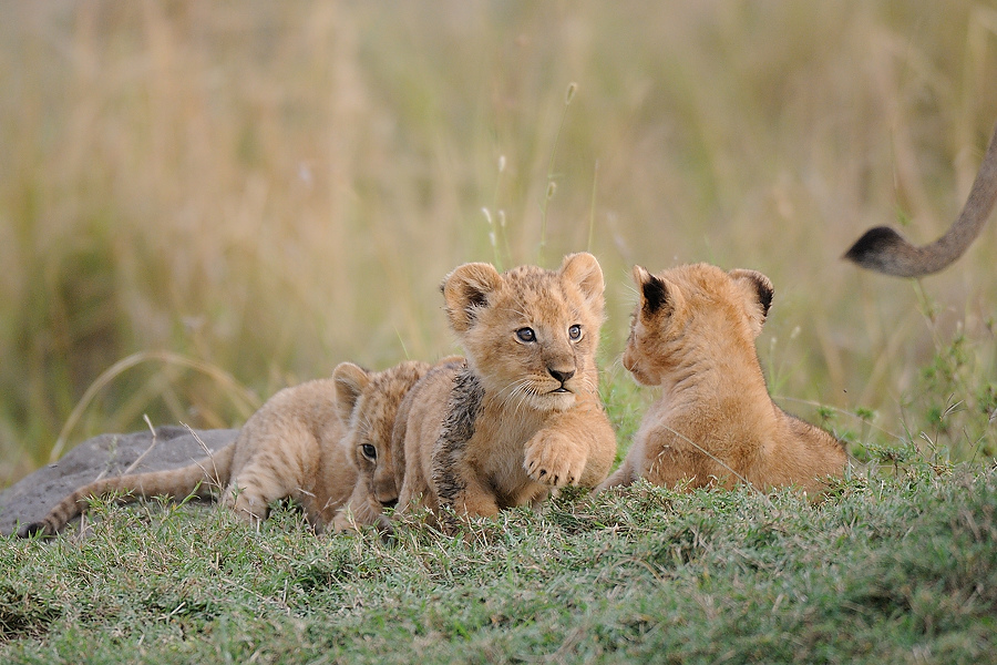 04MasaiMara4 DSC 4306