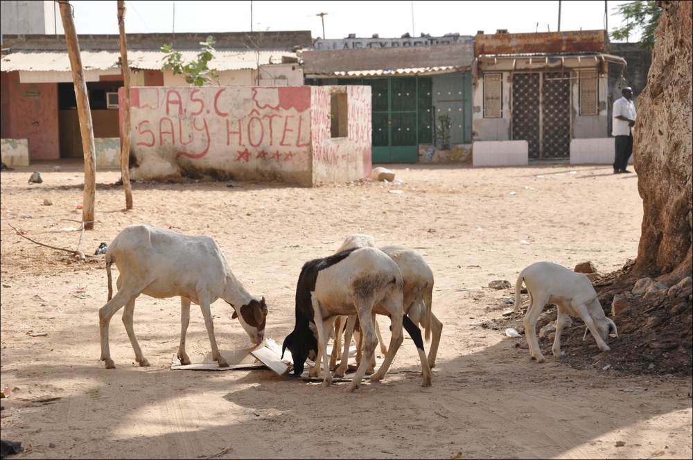 05comp Senegal 3 104