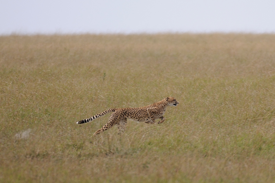 05MasaiMara4 DSC 3431