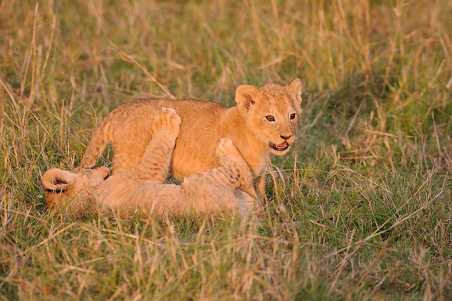 05MasaiMara4 DSC 4454