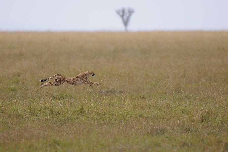 06MasaiMara4 DSC 3429