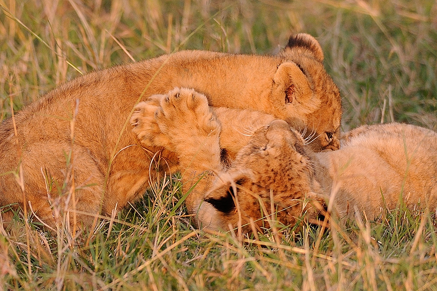 06MasaiMara4 DSC 4466