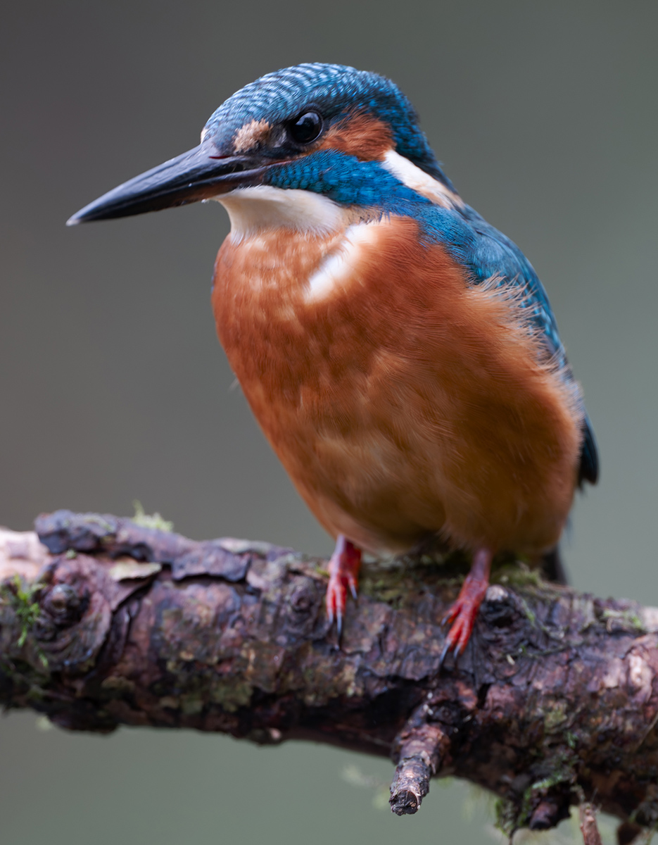 07 400mm f-2.8.jpg