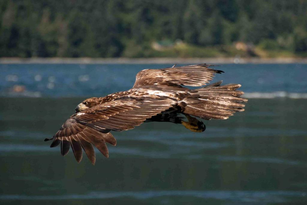0790 Kanada 2006 Jungseeadler im Flug3