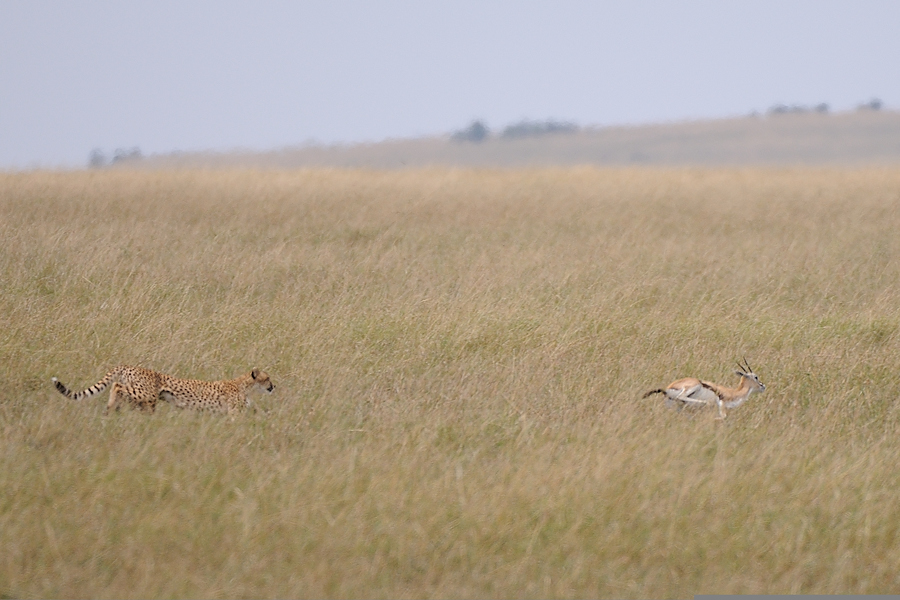 07MasaiMara4 DSC 3438