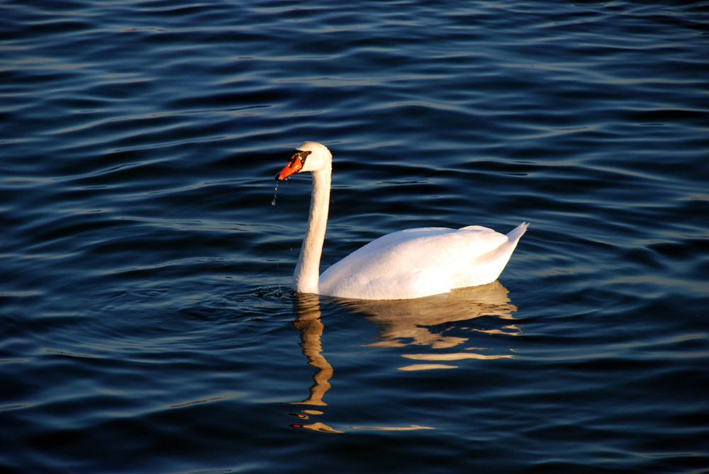 08 Schlei (178)bwww
