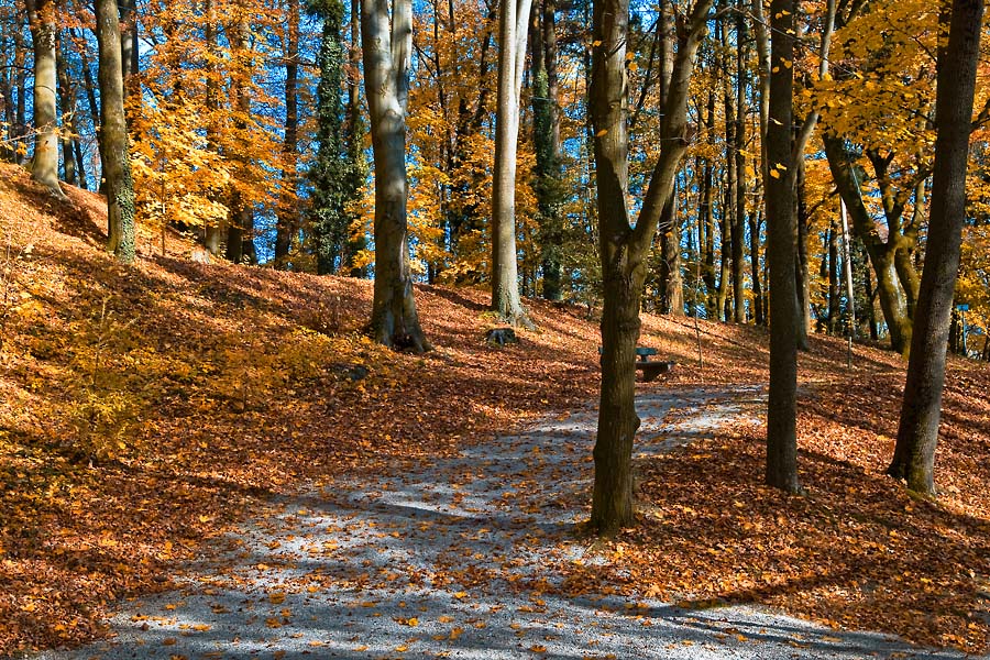 081101 5372b HerbstWald Linz 900