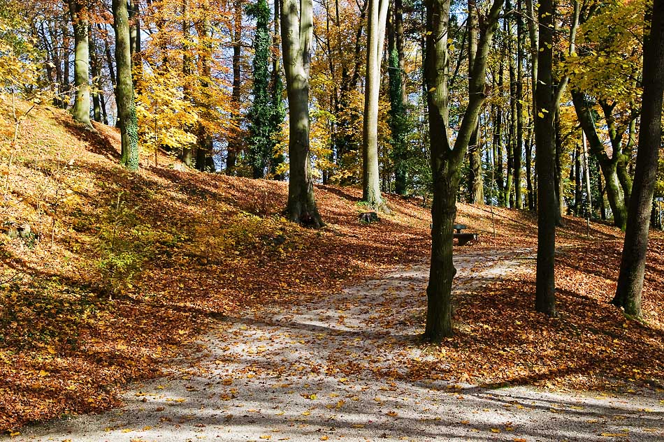 081101 5372c HerbstWald Linz 950