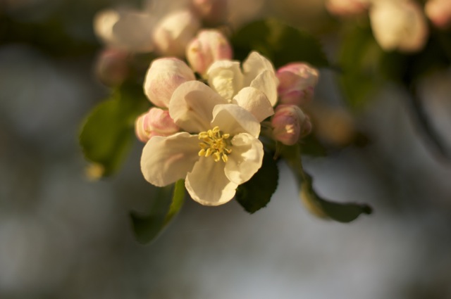 0815 Blüte