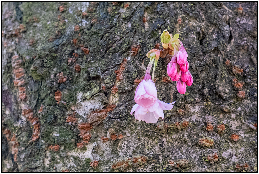 088 Kirschblüte am Knooper Weg VI