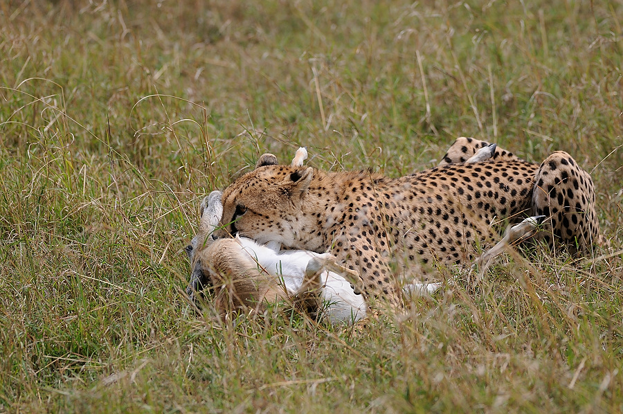 08MasaiMara4 DSC 3454