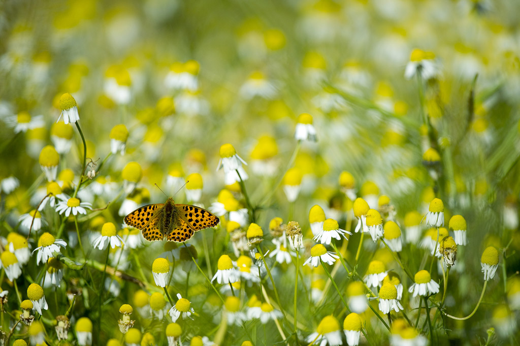 08Schmetterling K114399
