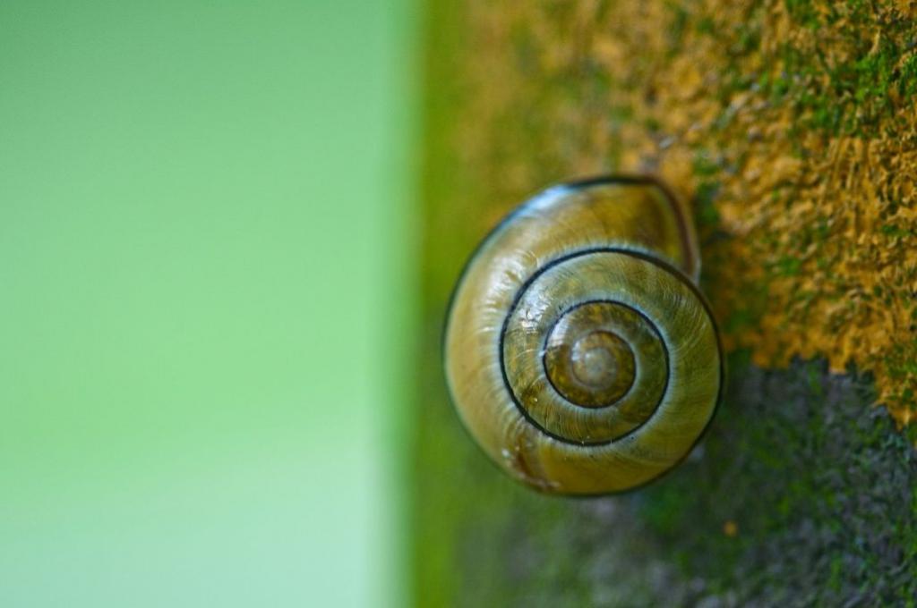 090530 0031 Makro Paddelteich