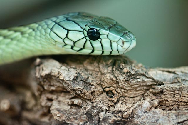 090630 0048 Zoo Makros