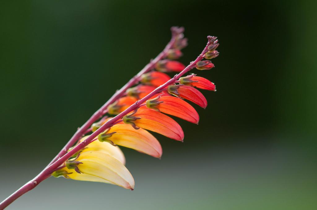 090731 0001 Palmengarten