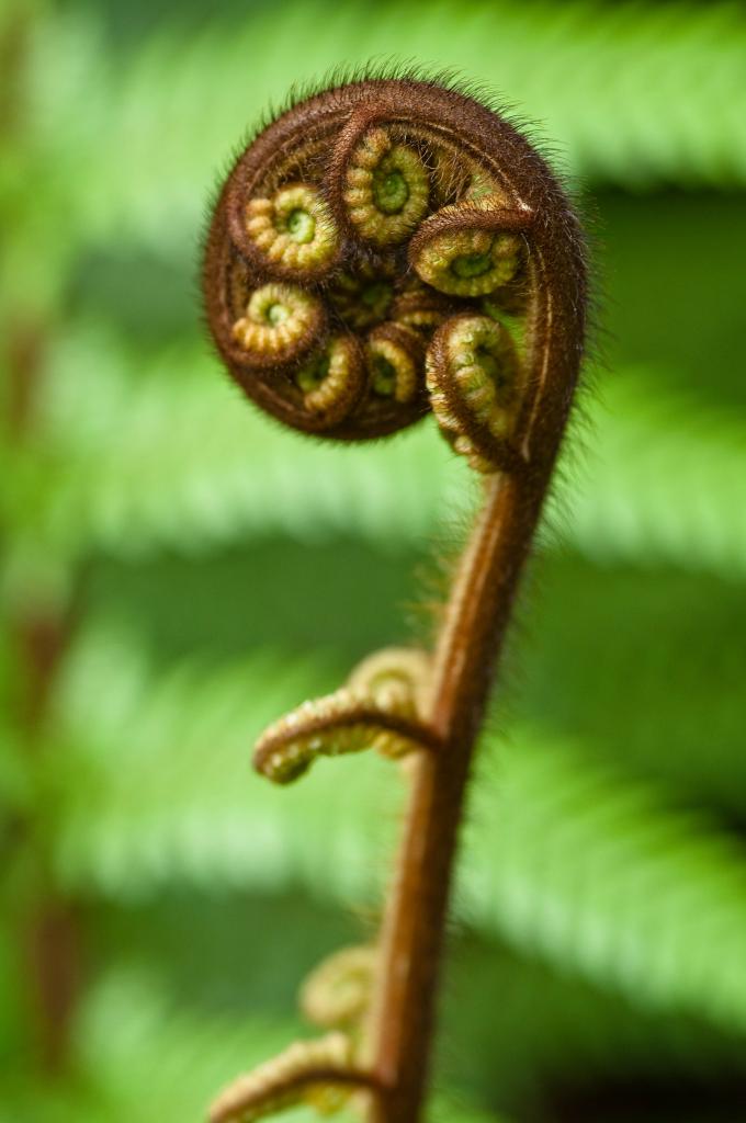 090731 0014 Palmengarten