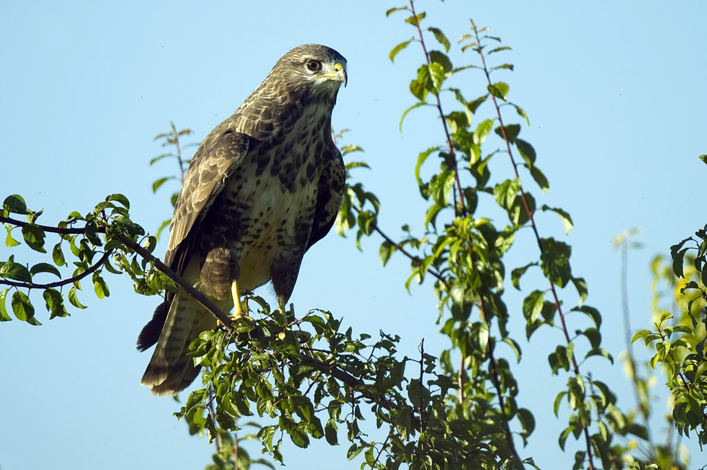 09Bussard 110198