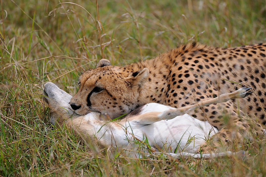 09MasaiMara4 DSC 3460