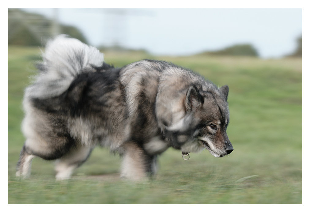 1 100stel Hund