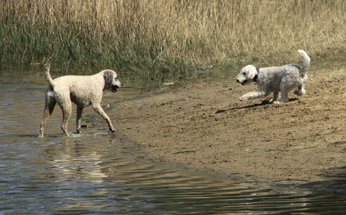 1-3...und wird dafür ordentlich ausgemeggert- der Hund kann ja bellen....jpg