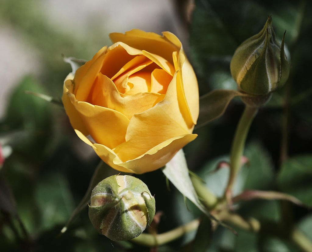 1.Bezirk Blumen DSC_5141 14.jpg