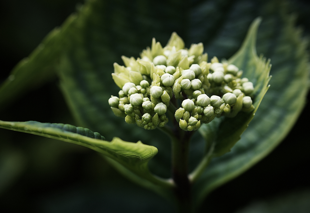 1.Bezirk Hortensie DSC_5141 11.jpg
