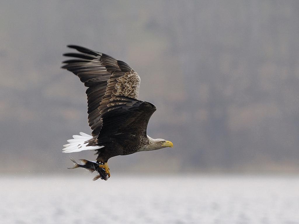 1   Seeadler 3193

Mit Beute ab zum Horst