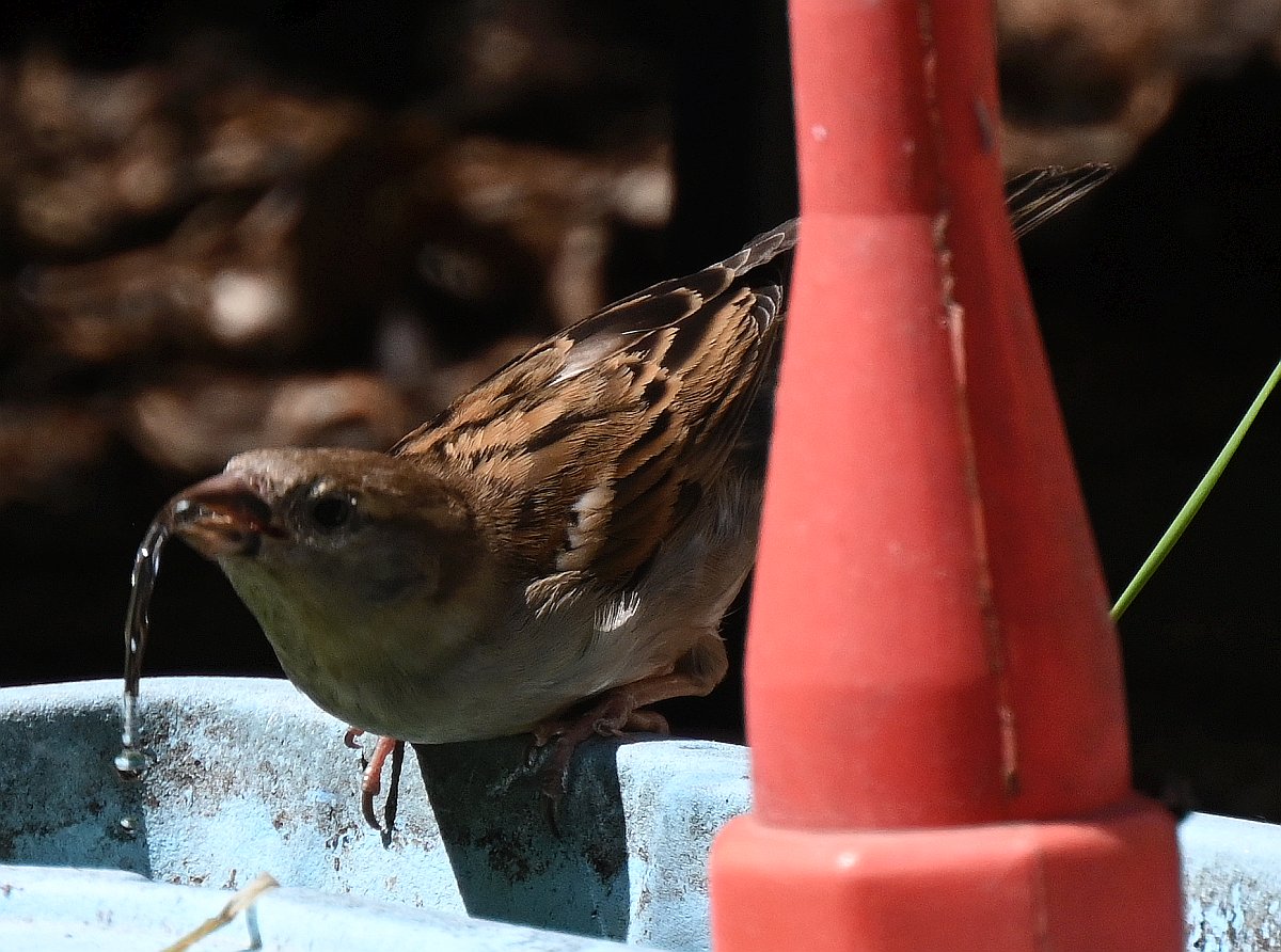 100-400_TC2_Spatz am Wasser.jpg