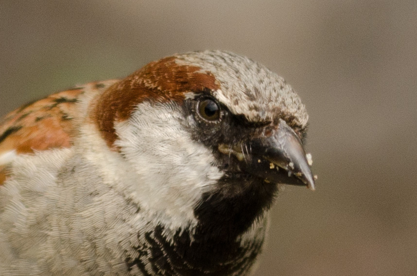 100% Crop
Nikon D7000 mit 150mm Sigma Macro non OS