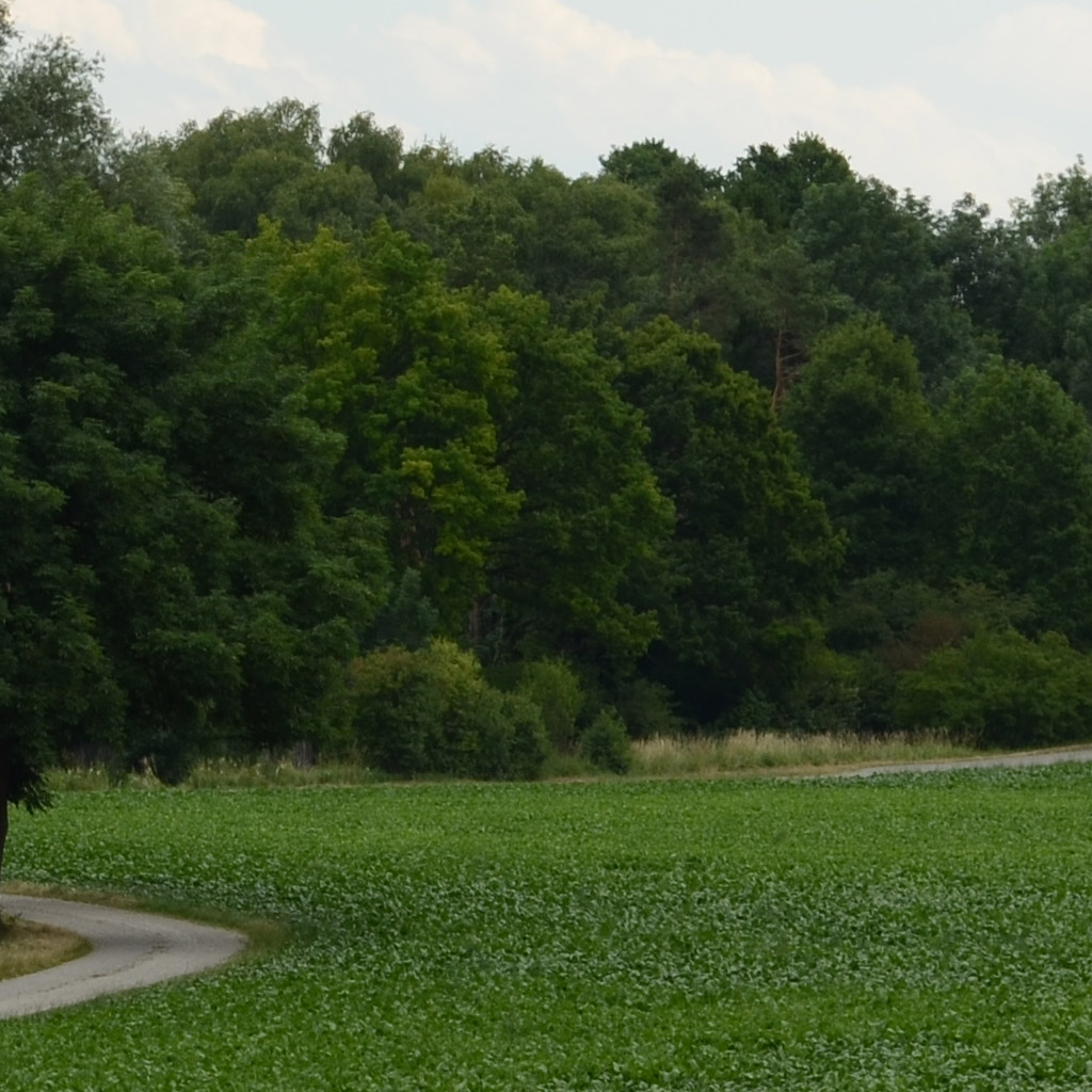 100%-Crop (Nokton 58/1.4 @ f/8)