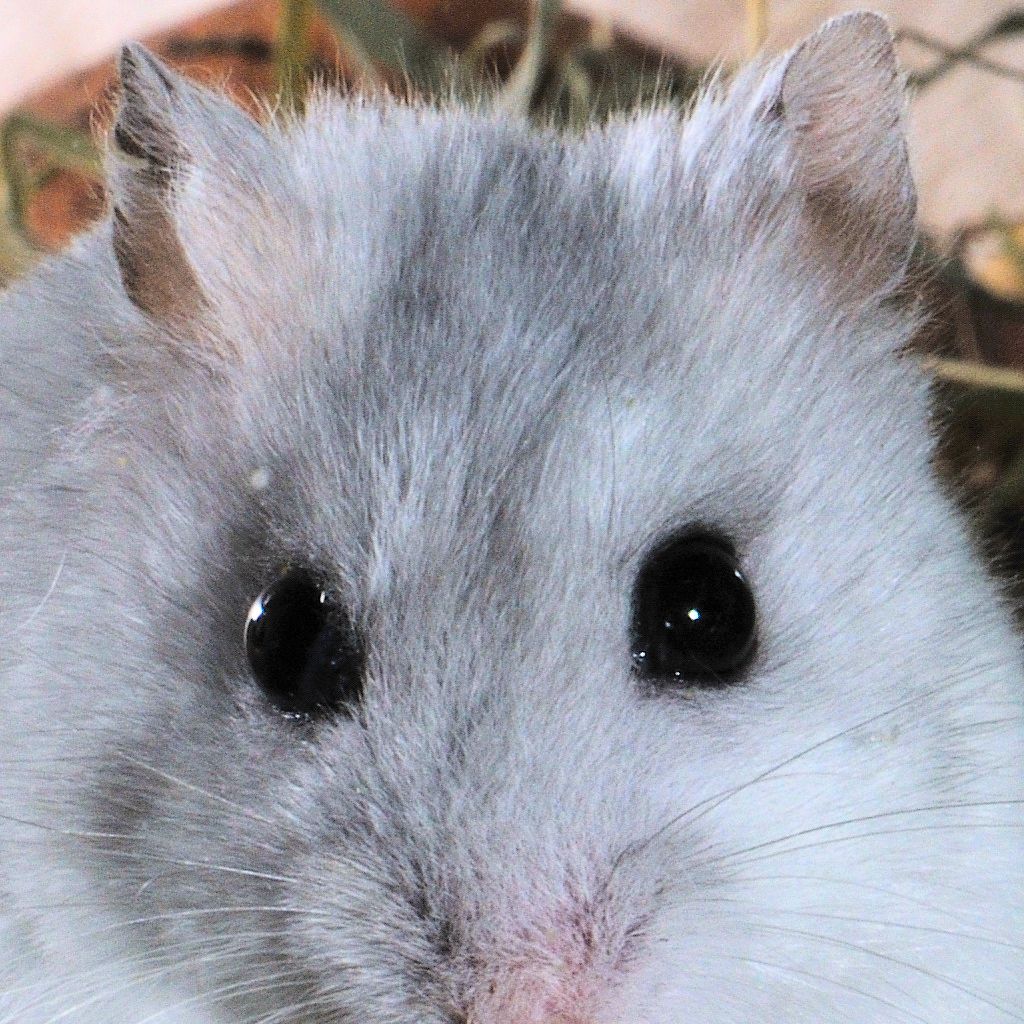 100%-CROP von DSC_4093
