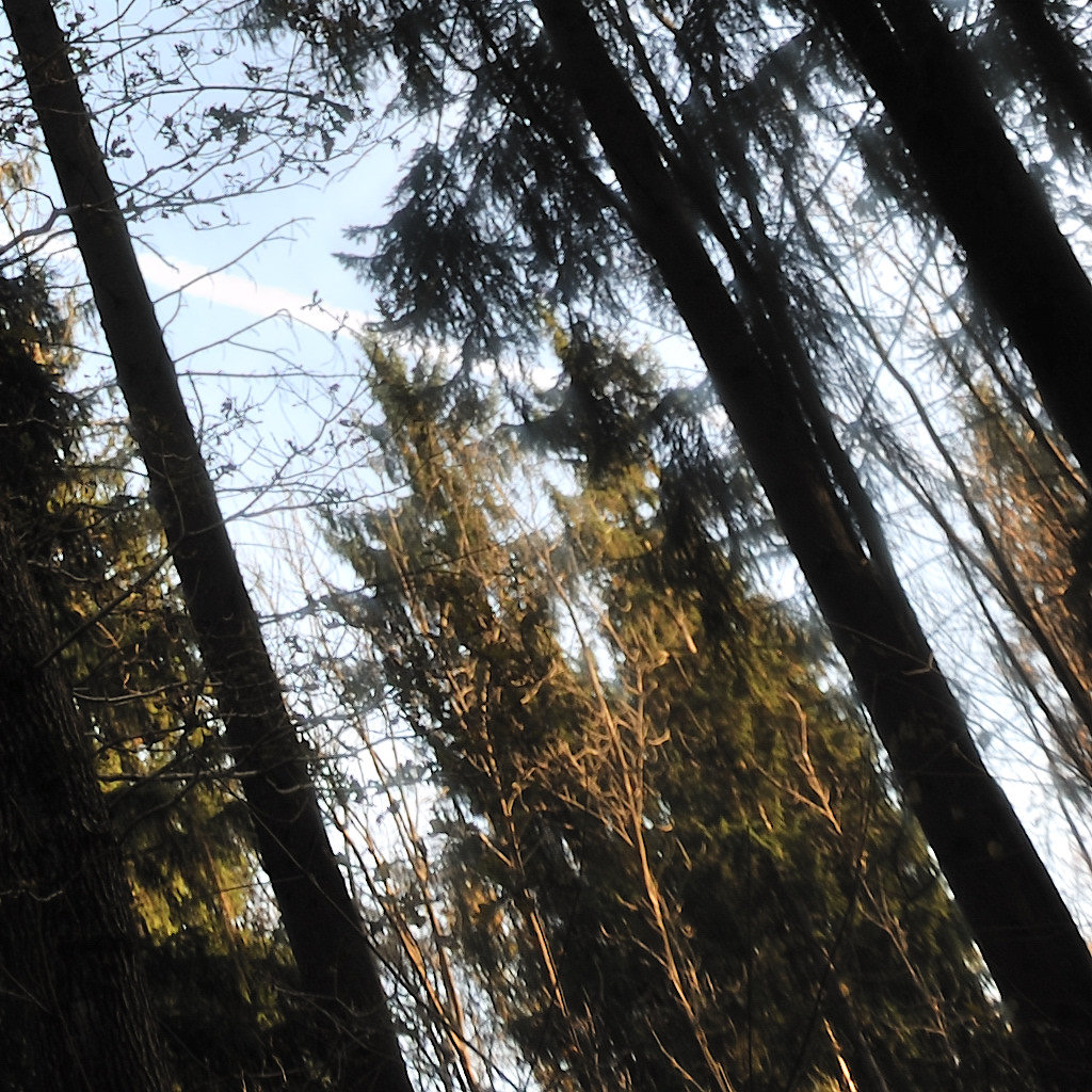 100%-Crop von DSC_5930