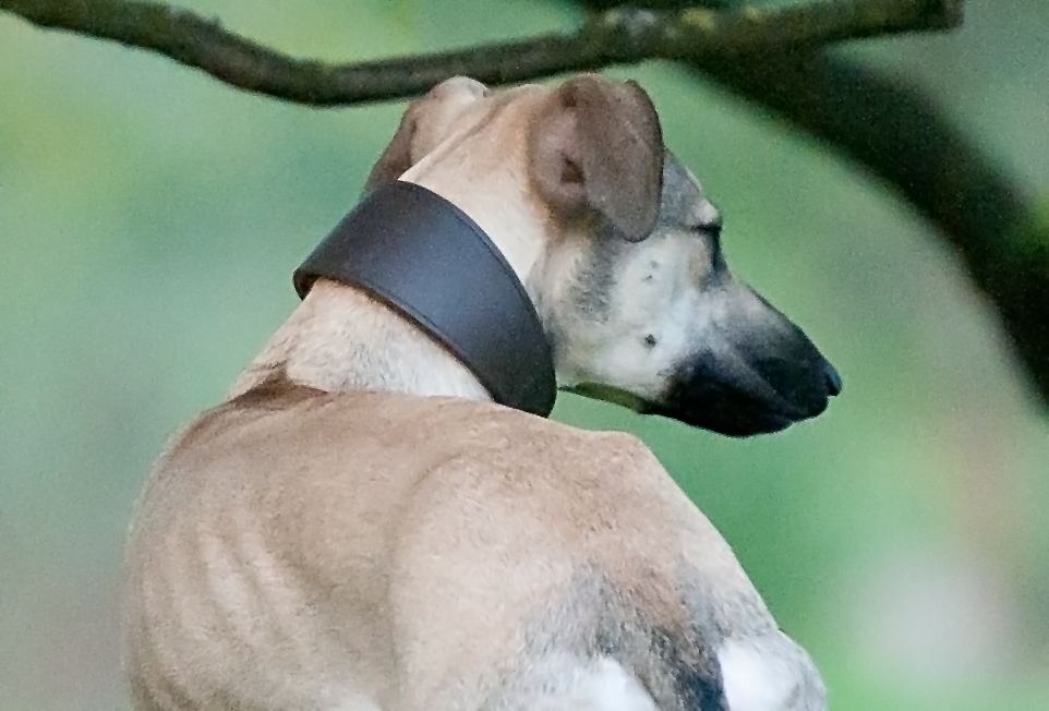 100 Prozent Dogcrop 2