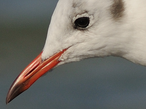 100scharfe Möwe