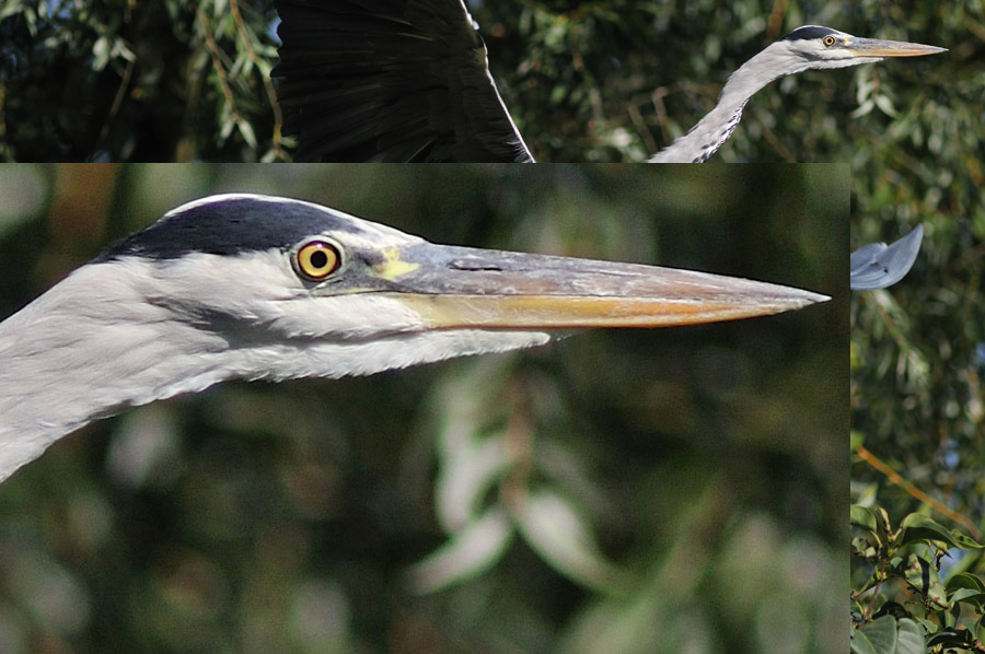 100Zooreiher im Abflug