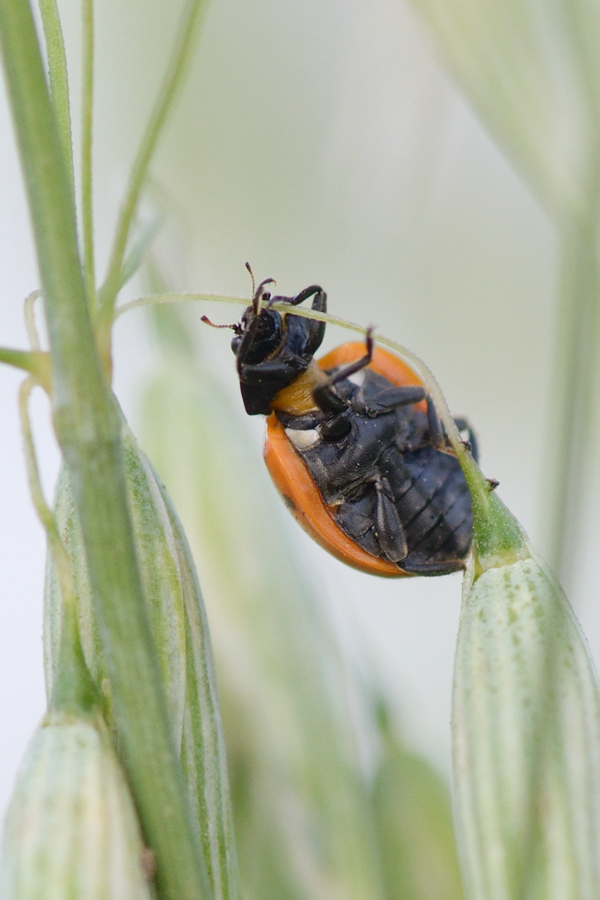 1014900marienkäfer