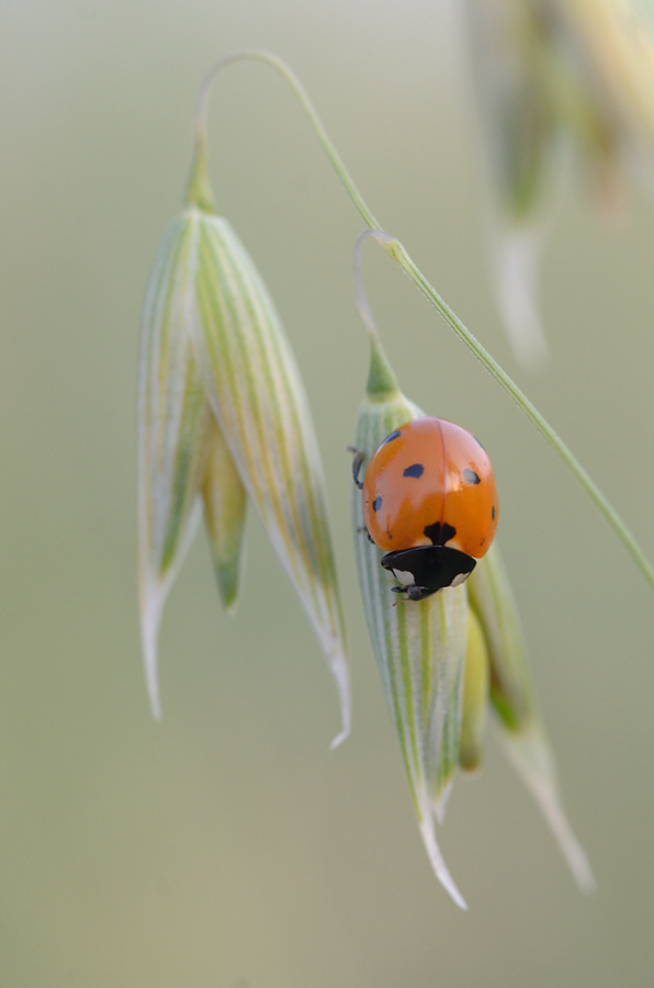 1028900marienkäfer