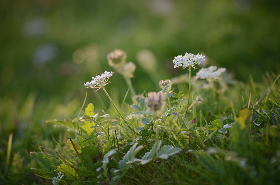 102900blumenunkraut