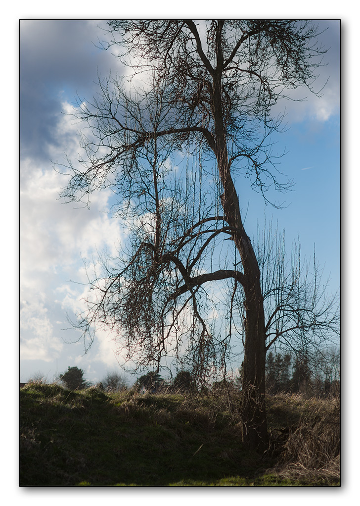105baum