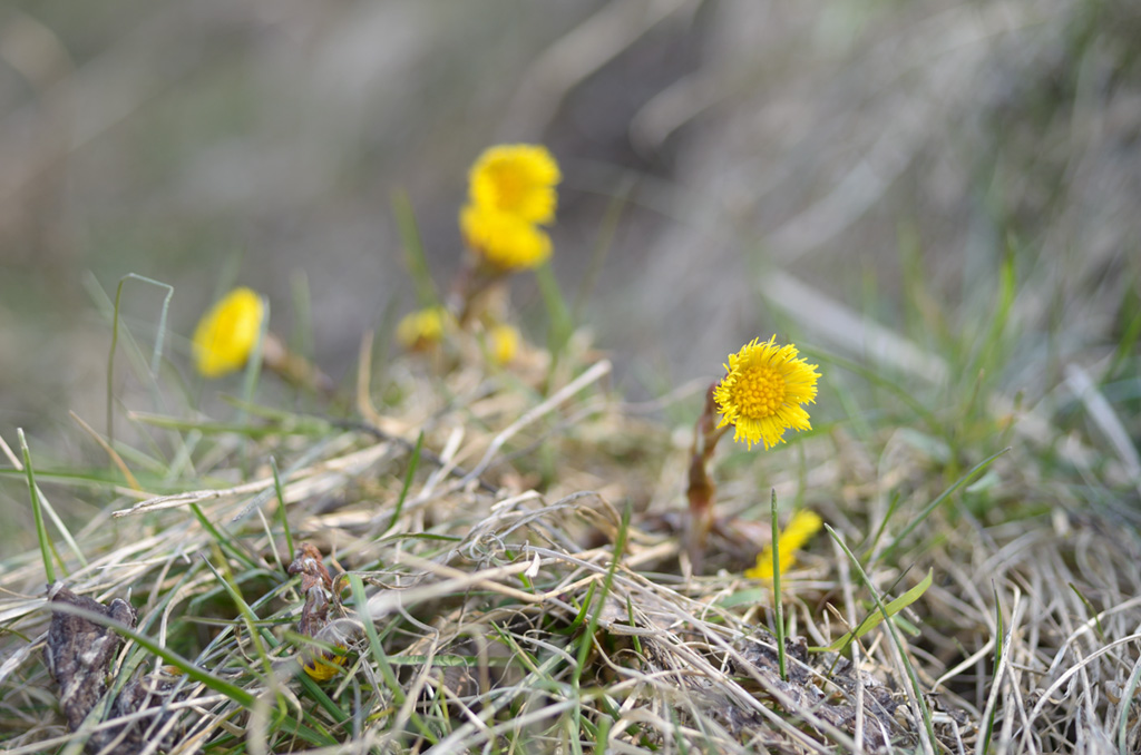 105frühling