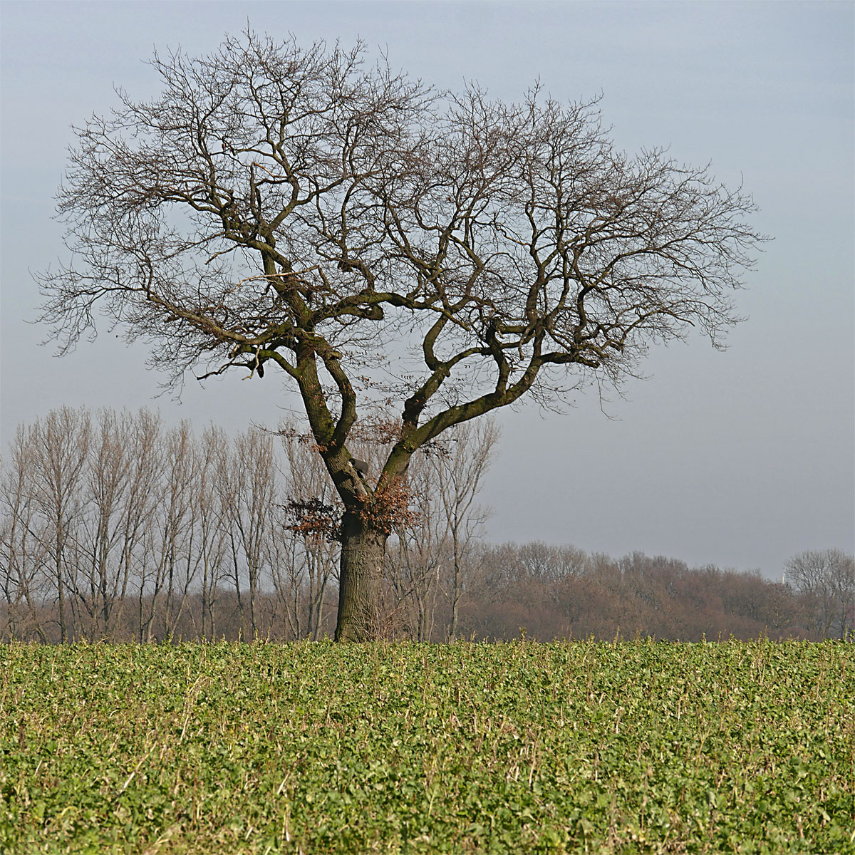 1060232KAxl