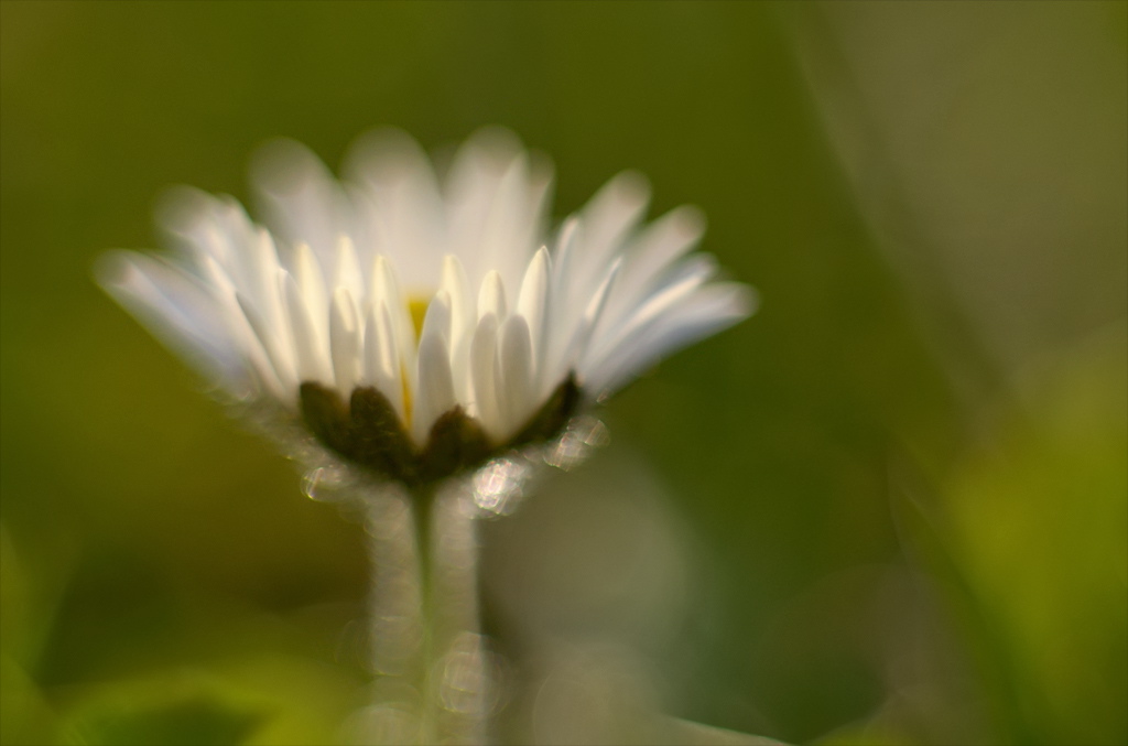 1061024blumenzwiri36mm