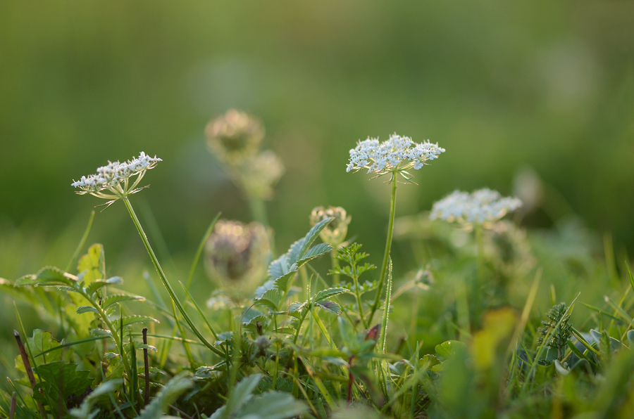 106900blumenunkraut