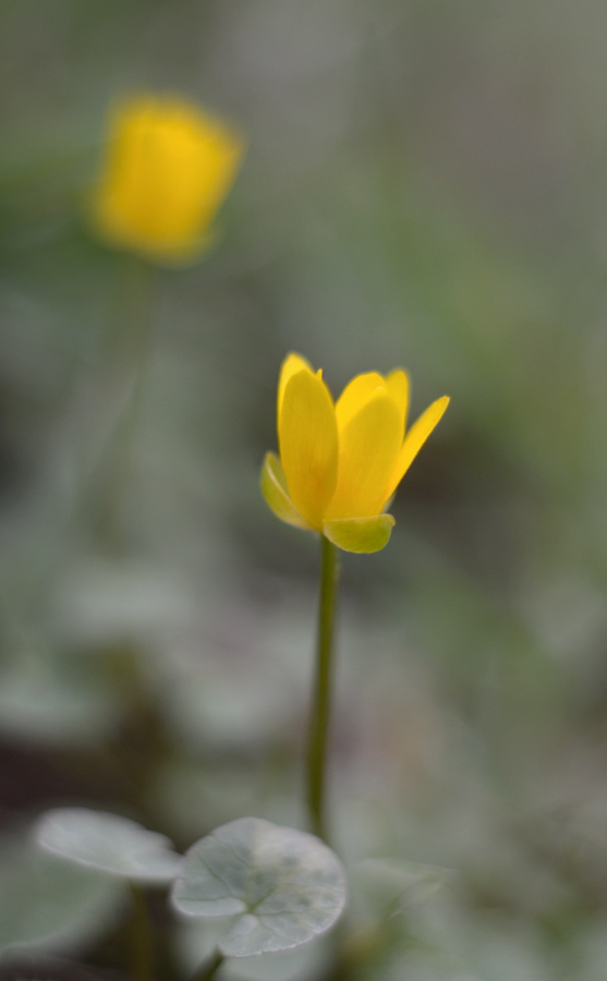 1081900dotterblumen