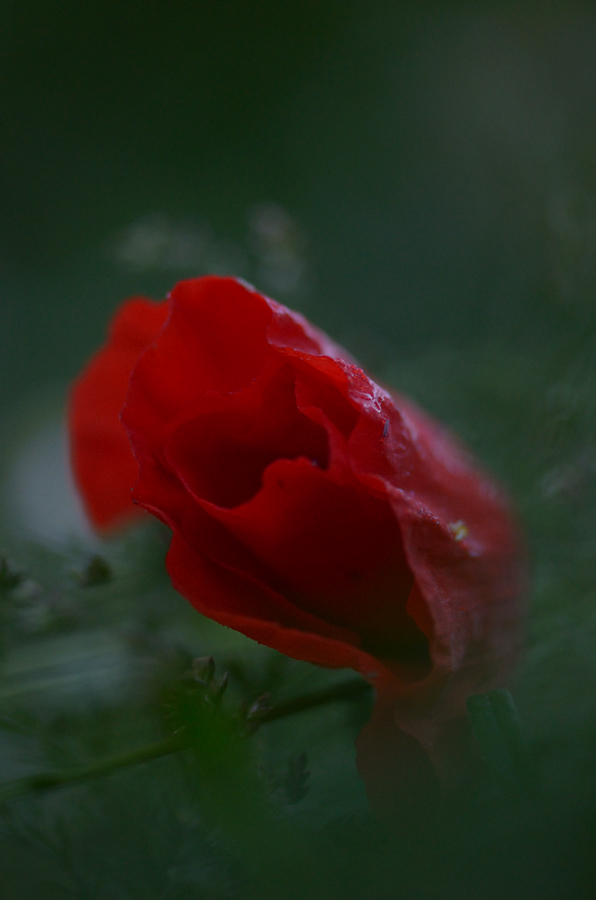 108900mohnmorgens